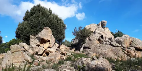 Foresta di Monte Olia