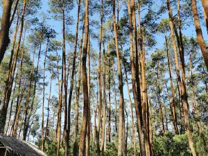 TAHURA (Taman Hutan Raya)
