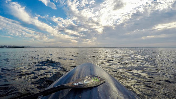 Harbour Sup