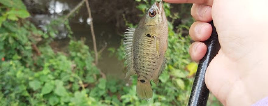 Mương Lộ