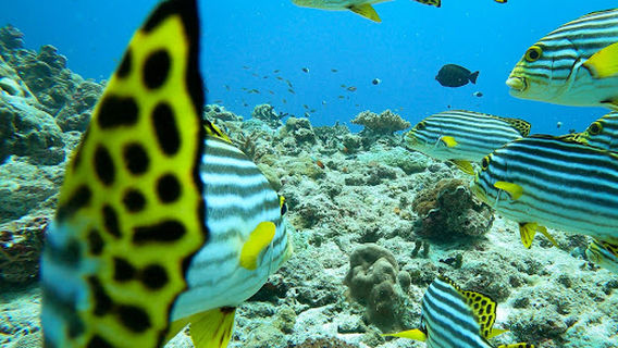Rasdhoo