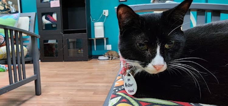 Catnip Cat Cafe