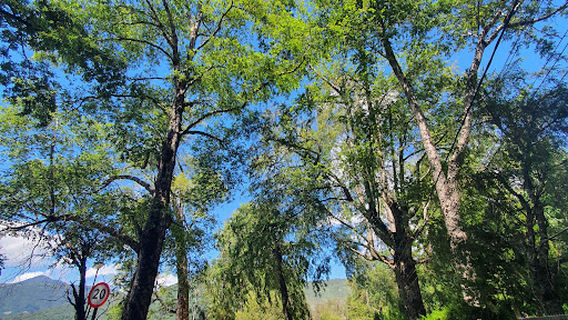 Paseo Playa Lago Caburgua