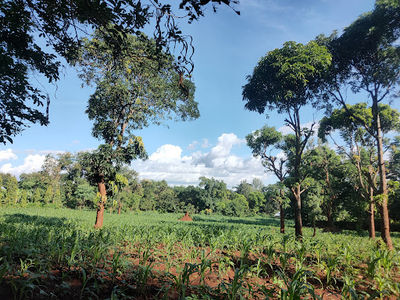 Uhuru Park