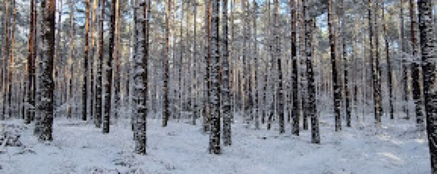 Forest parking, shelters