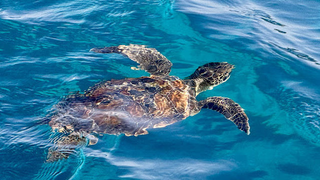 Scubacat Boat Trips & Private Charters