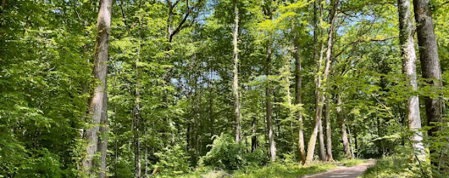 Observatories Bird Park De La Foret D Orient