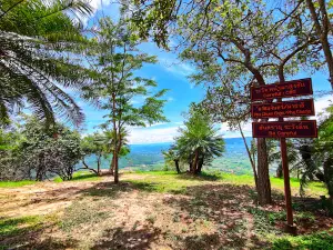 ป่าปรงพันปี Chaiyaphum Cycad Forest