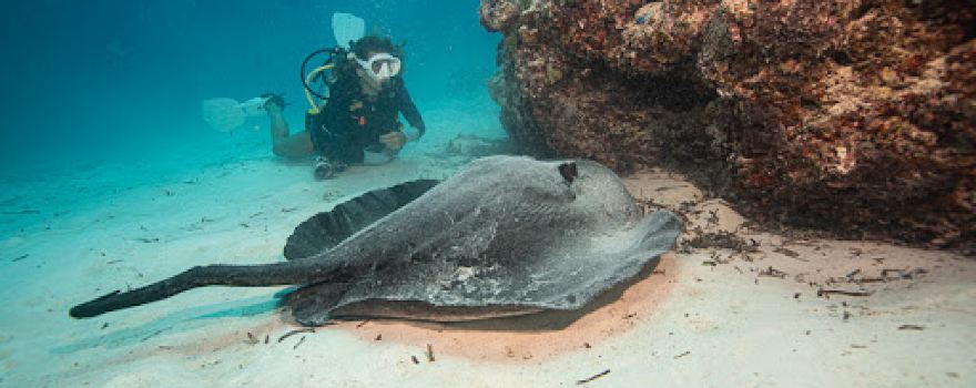 Sub Oceanic Diving Le Meridien
