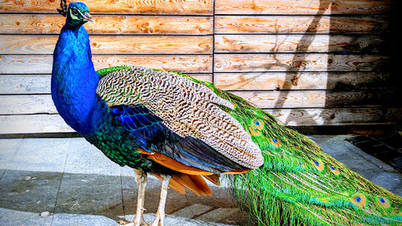 Malahide Butterfly House