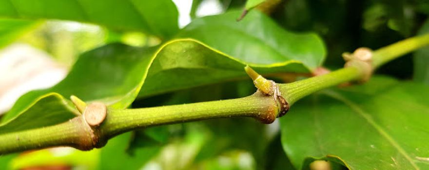 Vườn Tiêu Dài Chư Sê 6