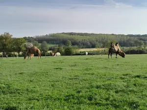 L'Arche Desnoe Parc animalier