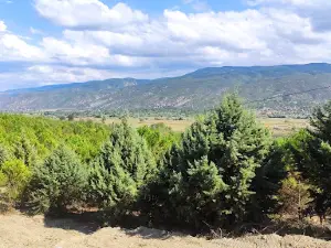 90. Yıl Ormanı