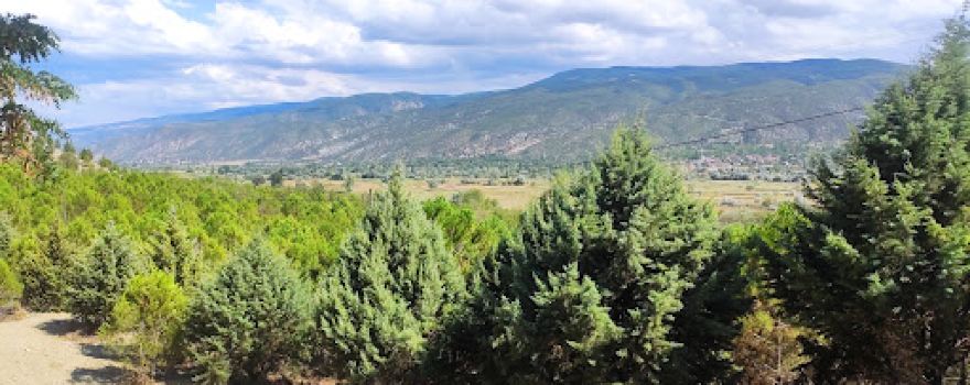 90. Yıl Ormanı
