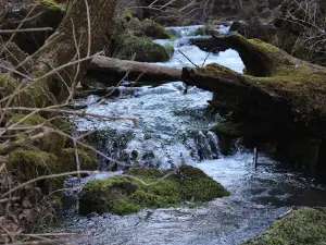 Greer Spring Trailhead