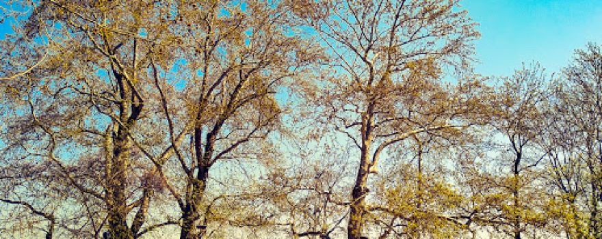 Pine Trees at Elia Park