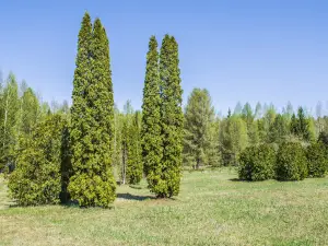 Dendrologicheskiy Sad Imeni V. Ye. Maslennikova