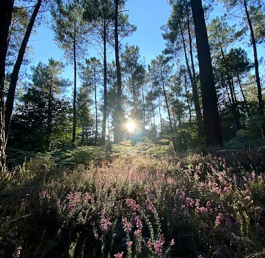 阿洛訥河畔布蘭