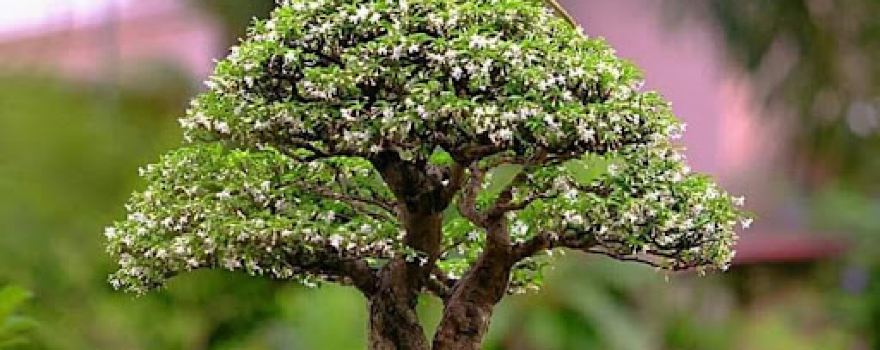 Gus bonsai art & gallery