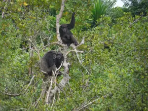 Second Chance Chimpanzee Refuge Island 1