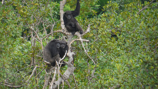 Second Chance Chimpanzee Refuge Island 1