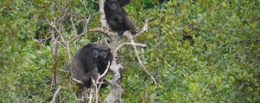 Second Chance Chimpanzee Refuge Island 1