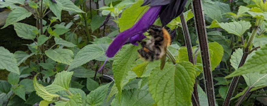 Chelston Nurseries