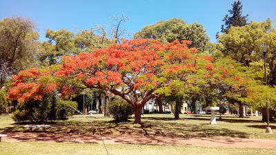 Plaza Sáenz Peña