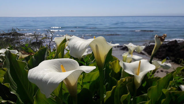 Tirohanga Picnic Area