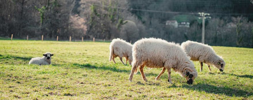 La Ferme de So - Ferme pédagogique