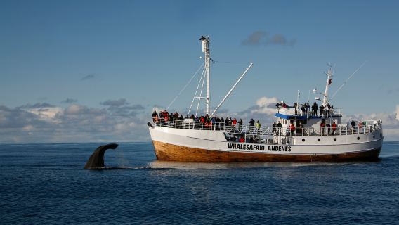 Whalesafari Andenes