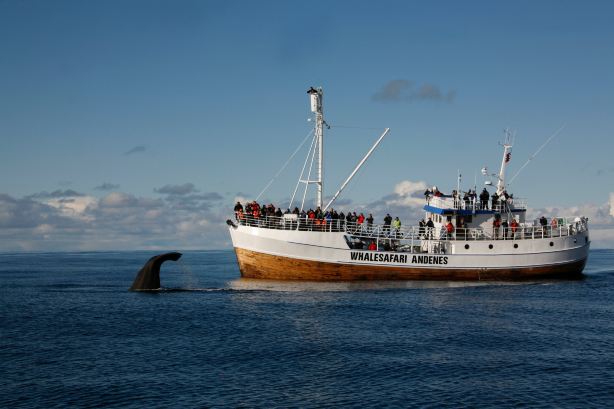 Whalesafari Andenes