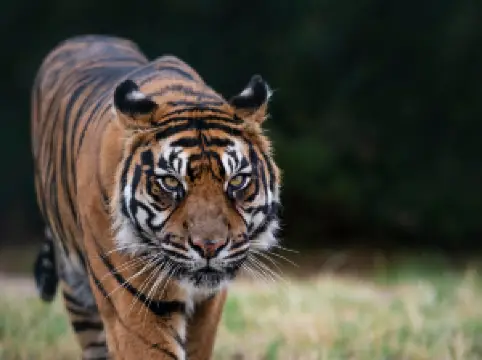 West Midlands Safari Park