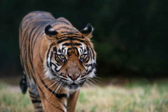 West Midlands Safari Park