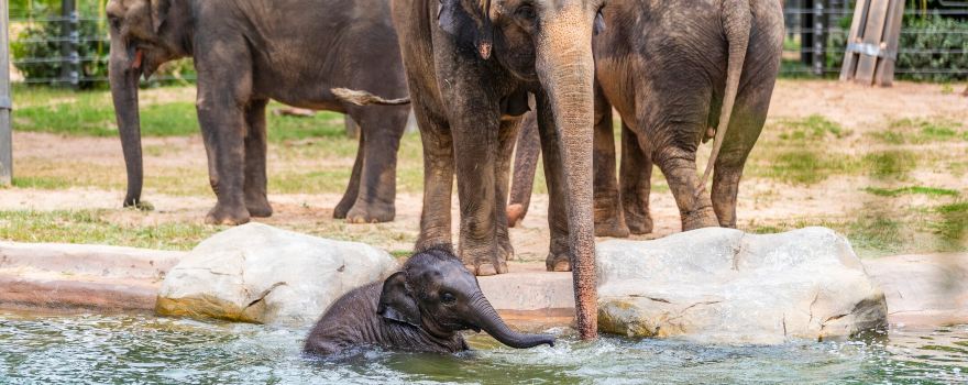 Fort Worth Zoo