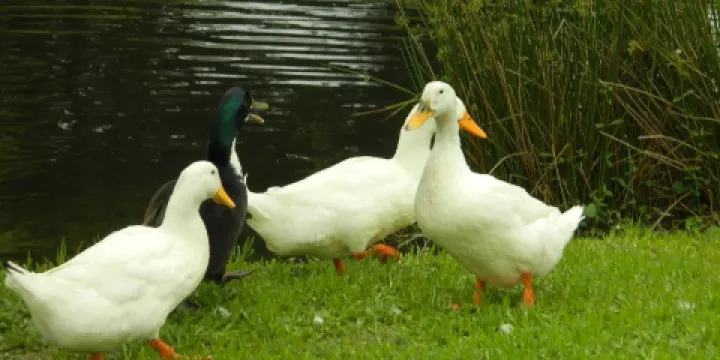 Russell Burgess Coastal Preserve