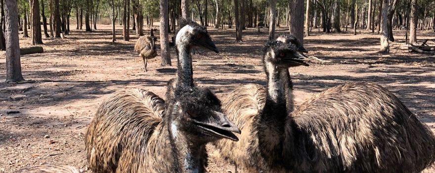Fraser Coast Wildlife Sanctuary