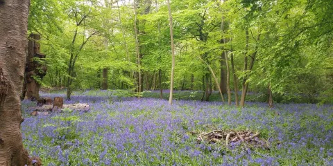 Poulton Wood Nature Reserve