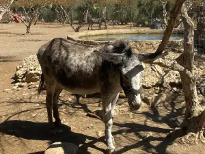 Agia Marina Donkey Sanctuary