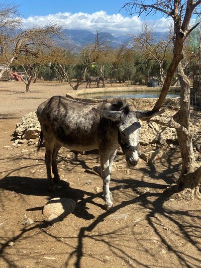 Agia Marina Donkey Sanctuary