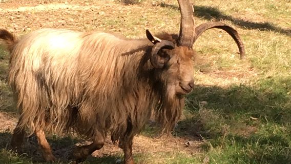 Sheep Park Village open from Easter to All Saints