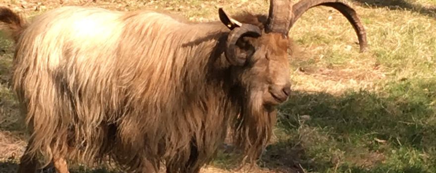 Sheep Park Village open from Easter to All Saints