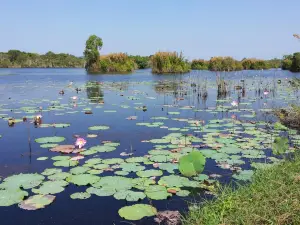 Rayong Botanical Garden (Aquatic Plants and Living Collection)