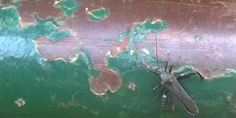 Fuertes's Parrot Bird Reserve