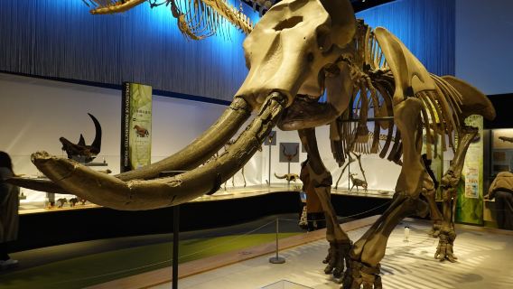 Toyohashi Museum of Natural History