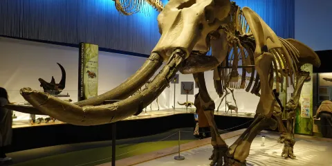 豊橋市自然史博物館