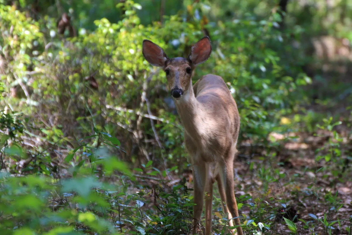 5_San Felasco Hammock Preserve State Park