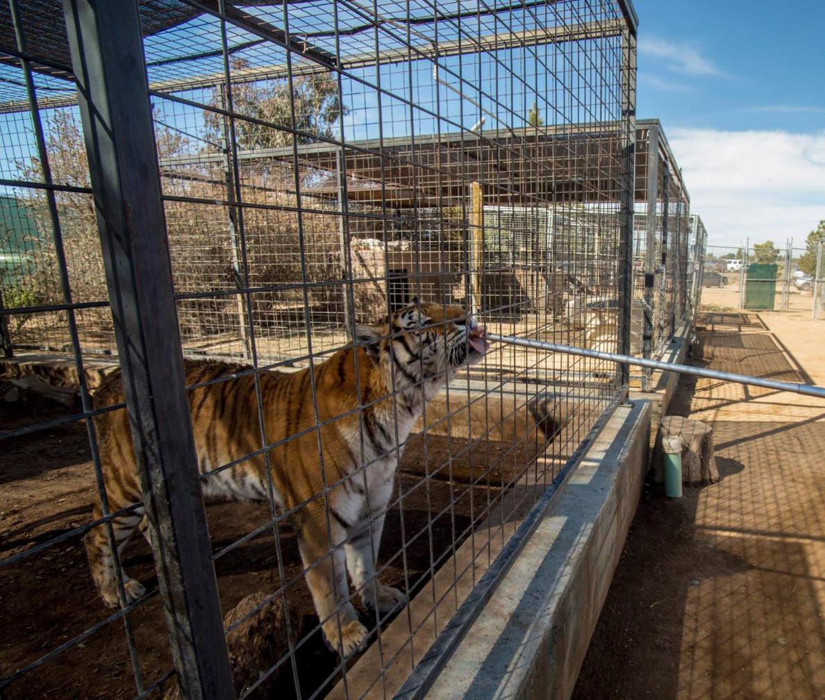 Forever Wild Exotic Animal Wild Animal Shelters Near Me Forever