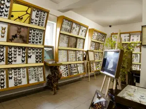 Butterfly arthropods