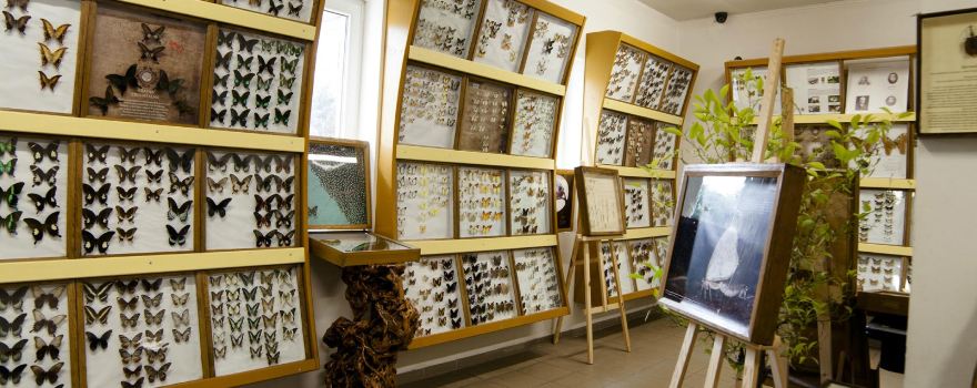 Butterfly arthropods